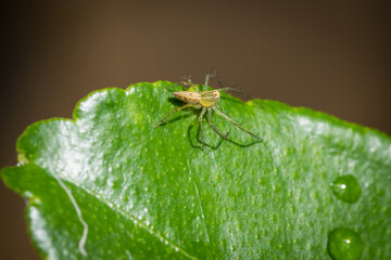 close up small spider on Kaffir lime leaves