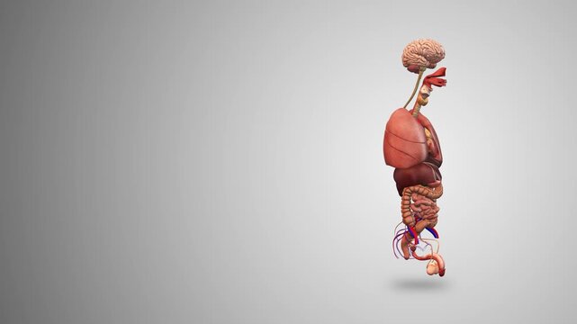 Male Internal Organs with gradient background