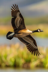 Hawaiian goose in flight