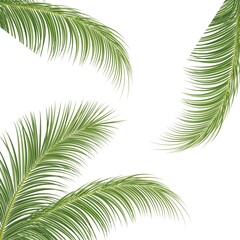 Obraz premium plam tree leaves on white background