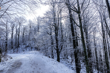 ampia vista panoramica su di una bellissima foresta in Slovenia durante una mattina, in inverno, illuminata dal sole e ricoperta di neve e ghiaccio