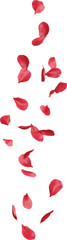 Fototapeta premium red cherry blossom flower