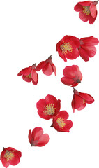 falling cherry blossom flower