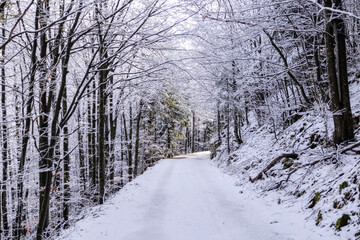 ampia vista panoramica su di una bellissima foresta in Slovenia durante una mattina, in inverno,...