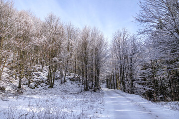ampia vista panoramica su di una bellissima foresta in Slovenia durante una mattina, in inverno,...