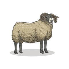 lamb in vintage hand drawn style