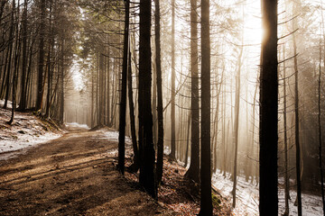 strada sterrata in una foresta di montagna innevata in inverno, in Slovenia, illuminata dalla luce calda del sole, in controluce