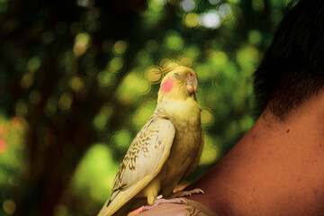 bars on the ventral surface of their tail feathers, yellow spots, Cockatiel Nymphicus typically occurring about six to nine months after hatching