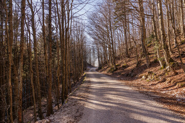 ampia vista panoramica di una strada sterrata che passa attraverso una vasta foresta di montagna in Slovenia, di giorno, in inverno, sotto un cielo azzurro, 