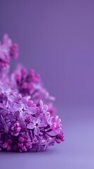 Fototapeta premium Closeup of a beautiful lilac flower with purple hues on a nature background. Copy space. Text space. High quality.