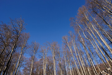 cime degli alberi spogli di un grande bosco di montagna, viste dal basso verso l'alto, guardando al cielo azzurro, di giorno, in inverno