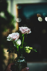  also brings an intense lemon scent that Michelangelo roses makes your garden more passionate than...