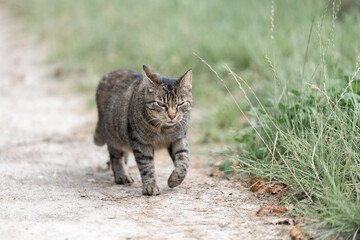 Obraz premium cat walking chill in green 