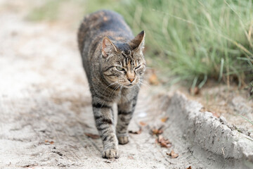 cat walking chill in green 