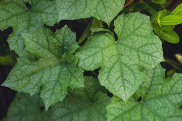 background. Luffa cylindrica (Sponge gourd, dry loofah, Vegetable, slightly cold taste; Luffa cylindrica has the effect,