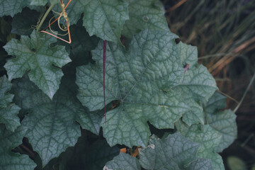 background. Luffa cylindrica (Sponge gourd, dry loofah, Vegetable, slightly cold taste; Luffa cylindrica has the effect,