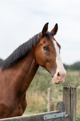Fototapeta premium brown horse blue eye portrait animal clean shot