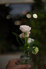 continues to bloom at regular intervals throughout the summer. Winchester,ose  has a very special shape, the petals Winchester Cathedral rose 