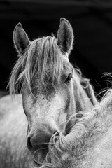 fine art grey pony cute ears close-up
