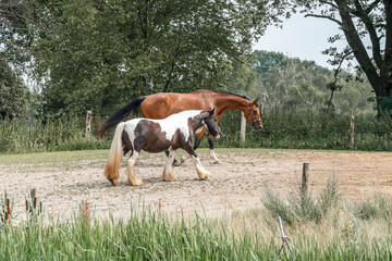 horses in paddock paradise natural habitat environment living their best life 