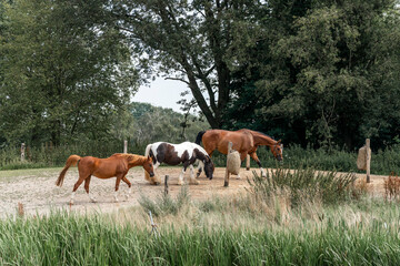 Obraz premium horses in paddock paradise natural habitat environment living their best life 