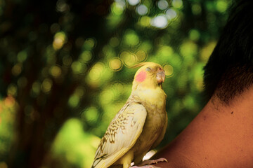 bars on the ventral surface of their tail feathers, yellow spots, Cockatiel Nymphicus typically occurring about six to nine months after hatching