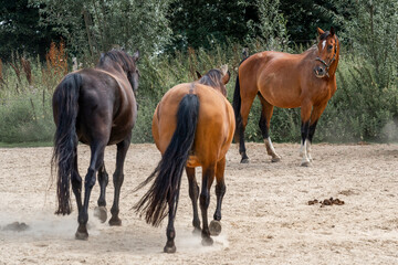horses in paddock paradise natural habitat environment living their best life 