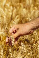 Wheat ears in a man's hand. Harvest concept.