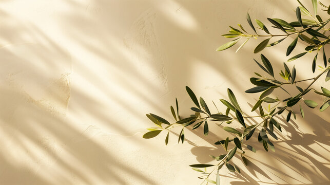 Modern summer minimal of olive tree branch in sunlight with long shadows on beige wall background, copy space interior lifestyle Mediterranean scene, generative ai