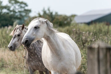 grumpy angry pinned ears grey horse mare herd behaviour 