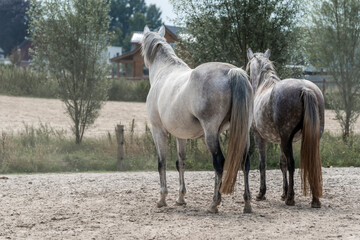 Obraz premium horses horse living in paddock paradise two grey mare