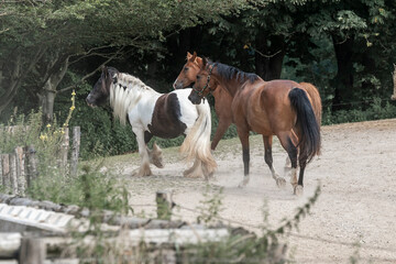 Obraz premium horses horse living in paddock paradise 
