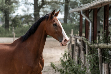 Fototapeta premium horses horse living in paddock paradise brown with blue eye
