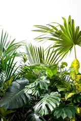 葉, 植物, 観葉植物, トロピカル, 自然, 白背景, leaves, plants, houseplants, tropical, nature, white background