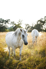 Obraz premium White horse on summer meadow. Two horses grazing grass on pasture
