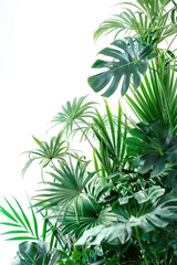 葉, 植物, 観葉植物, トロピカル, 自然, 白背景, leaves, plants, houseplants, tropical, nature, white background