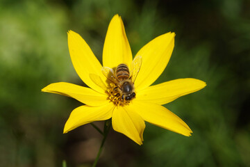 Western honey bee, European honey bee (Apis mellifera) on Thread-leaf coreopsis, Tickseed (Coreopsis verticillata), family Asteraceae, Compositae. Dutch garden. Summer, July