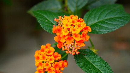 orange flower in the garden