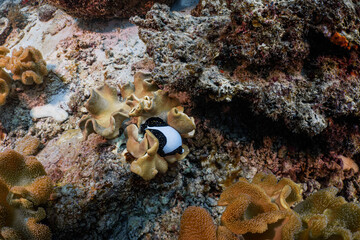 Cowrie shells are a picture of a type of sea animal that has cartilage and a hard shell around its body. It is an animal that has a shape similar to a general shell. It has a shell with beautiful patt