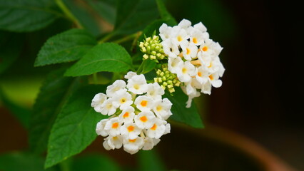 close up of white flower