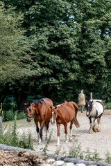 horses horse living in paddock paradise 