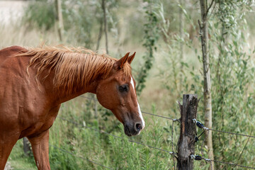 Fototapeta premium horse portrait with green background