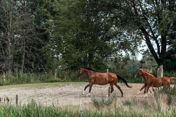 horses gallop run through paddock paradise