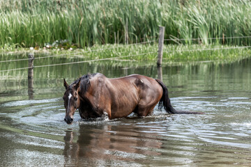 horses horse living in paddock paradise 