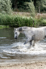 Fototapeta premium horse having fun in the water pretty beautiful animal splash pool 