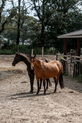 horses horse living in paddock paradise 