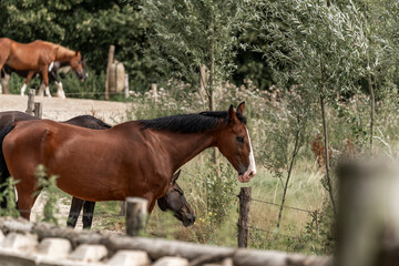 horses horse living in paddock paradise 