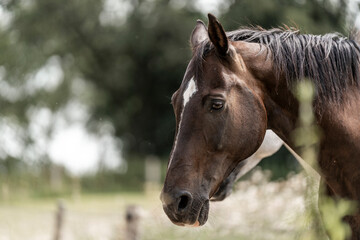 horse portrait with green bokeh