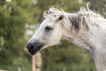 grey horse mare portrait with green background shaking her head