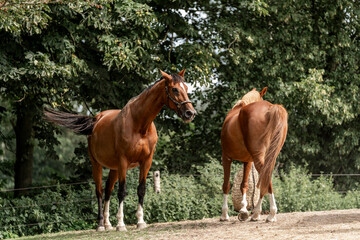 Obraz premium horses horse living in paddock paradise 